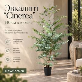Эвкалипт «Cinerea» высотой 140 см в горшке