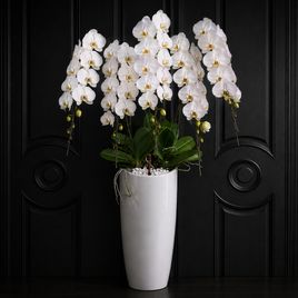 Орхидея фаленопсис (Phalaenopsis hybrid ‘Japanese Mountain’) 150 см