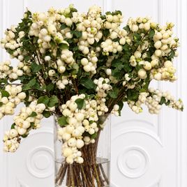 Снежноягодник белый 60-70 см (поштучно)