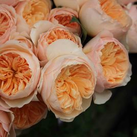Роза пионовидная «juliet» 50-60см (поштучно)