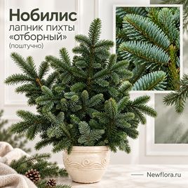 Нобилис лапник пихты «отборный» (поштучно)
