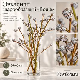 Эвкалипт шарообразный «Boule» 50–60 см (поштучно)