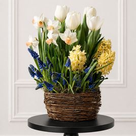 Корзиночка нарциссов с тюльпанами и мускари