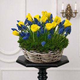 Корзиночка 25 нарциссов с мускари