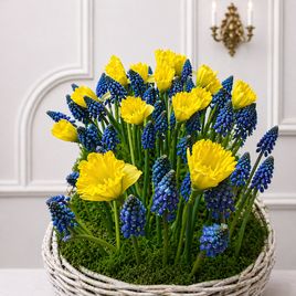 Корзиночка 25 нарциссов с мускари