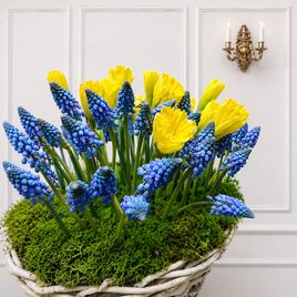 Корзиночка 25 нарциссов с мускари