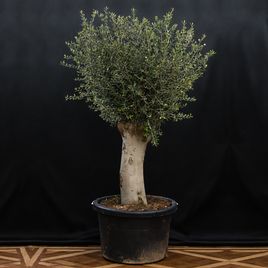 Оливковое дерево «европейское» (высота 190см)