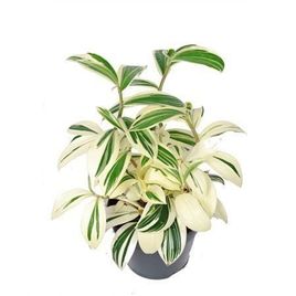 Костус «arabicus variegata» (высота 35см)