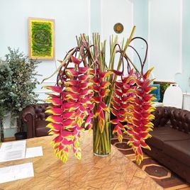 Геликония рострата XXL (Heliconia rostrata) высотой 100см