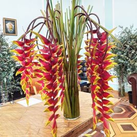 Геликония рострата XXL (Heliconia rostrata) высотой 100см