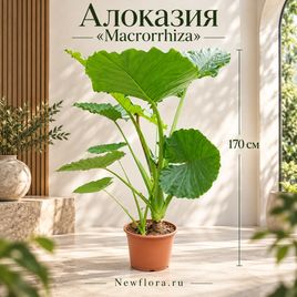 Алоказия «Macrorrhiza» (высота 170 см)