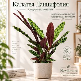 Калатея Ланцифолия «Goeppertia insignis» высота 70 см