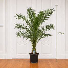 Пальма финиковая «Phoenix Canariensis» высота 150 -175 см