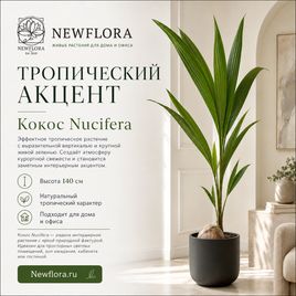 Кокос «nucifera» (высота 140 см)