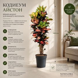 Кодиеум айстон в горшке (высота 140 см)