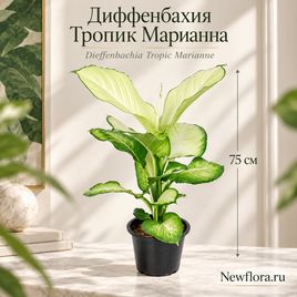Диффенбахия Тропик Марианна «Dieffenbachia Tropic Marianne» 75 см