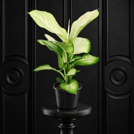 Диффенбахия Тропик Марианна «Dieffenbachia Tropic Marianne» 75 см