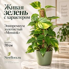 Эпипремнум золотистый «mosstok» (высота 70 см)
