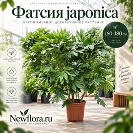Фатсия «japonica» (высота 160-180 см)