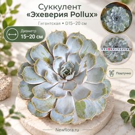 Суккулент «эхеверия pollux» гигантская D15-20 см (поштучно)