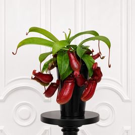 Непентес «monkey jars bloody mary» (высота 28 см)