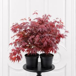 Клён красный «atropurpureum» высота 65-70 см