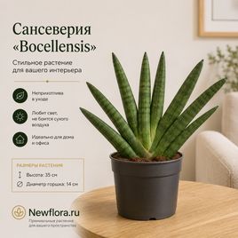Сансеверия «Boncel» (высота 35 см)
