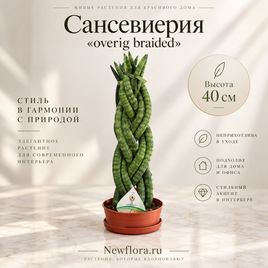 Сансевиерия «overig braided» (высота 40 см)