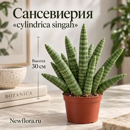 Сансевиерия «cylindrica singah» (высота 30 см)