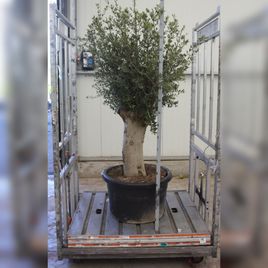 Оливковое дерево «европейское» (высота 190см)