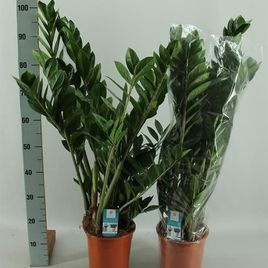 Замиокулькас «zamiifolia» (высота 1 метр)