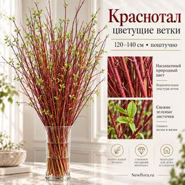 Краснотал цветущие ветки 120-140 см (поштучно)