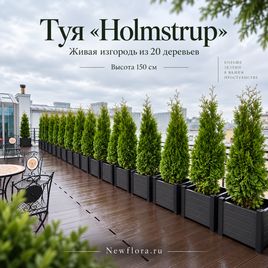 Туя «Holmstrup» живая изгородь высотой 150 см из 20 деревьев