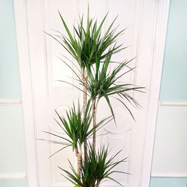 Драцена Маргината высотой 180см в горшке (Dracaena marginata)