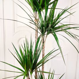 Драцена Маргината высотой 180см в горшке (Dracaena marginata)