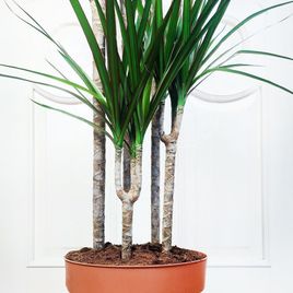 Драцена Маргината высотой 180см в горшке (Dracaena marginata)