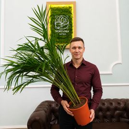 Пальма Арека (Dypsis lutescens) высота 100 см