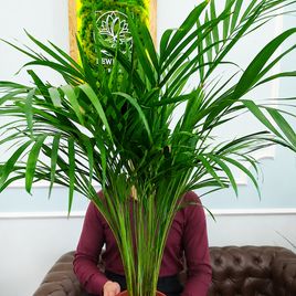 Пальма Арека (Dypsis lutescens) высота 100 см