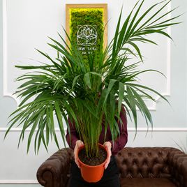 Пальма Арека (Dypsis lutescens) высота 100 см