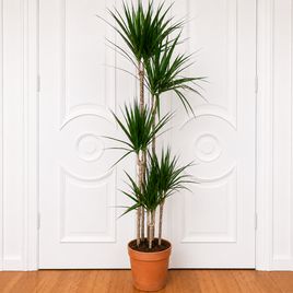 Драцена Маргината высотой 180 см в горшке (Dracaena marginata)