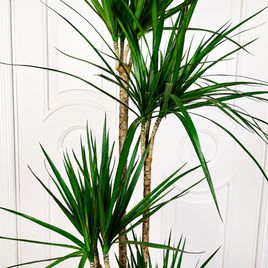 Драцена Маргината высотой 180 см в горшке (Dracaena marginata)
