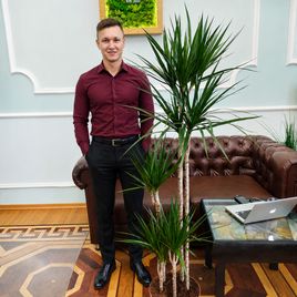 Драцена Маргината высотой 180 см в горшке (Dracaena marginata)