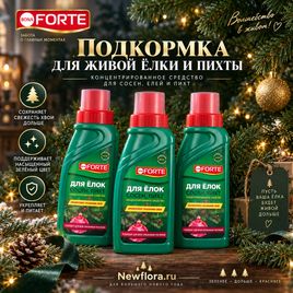 Подкормка для живой елки, пихты