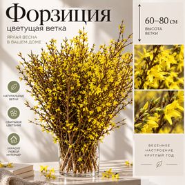 Форзиция цветущая 60-80 см (поштучно)