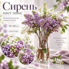 Сирень цвет микс 50-60 см (поштучно)