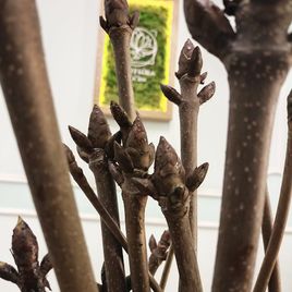 Каштан «конский» 60-80см (поштучно)