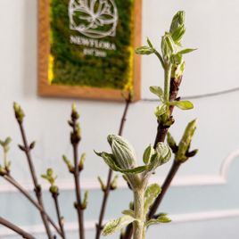 Каштан «конский» 60-80см (поштучно)