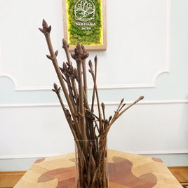 Каштан «конский» 60-80см (поштучно)