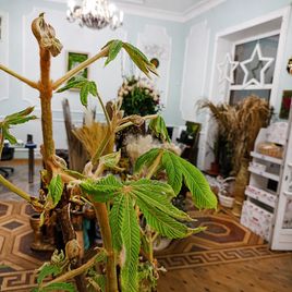 Каштан «конский» 60-80см (поштучно)