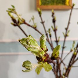 Каштан «конский» 60-80см (поштучно)